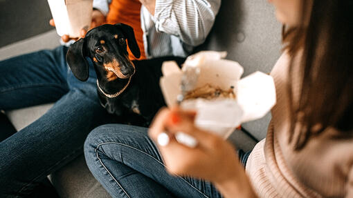 Can dogs eat deals ramen noodles
